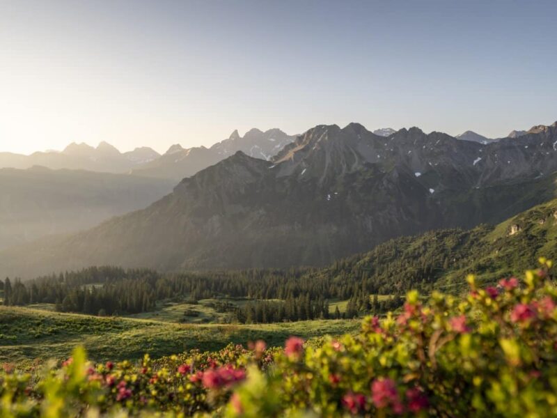 955736_Fellhorn-Alpenrosen.jpg