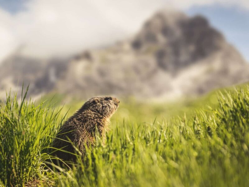 Oberstdorf-Natur-andere (29)